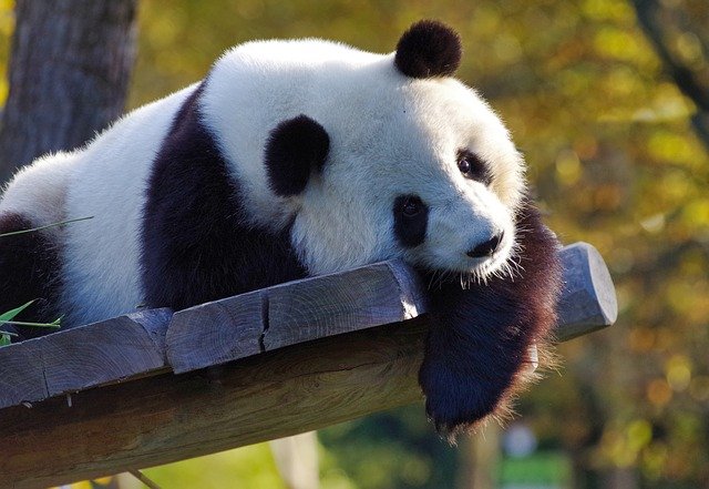 panda-update